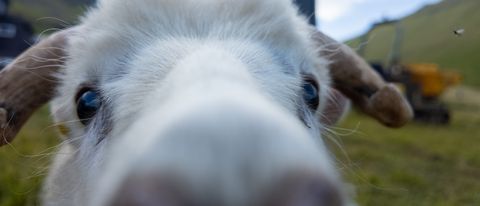 A very curious sheep.