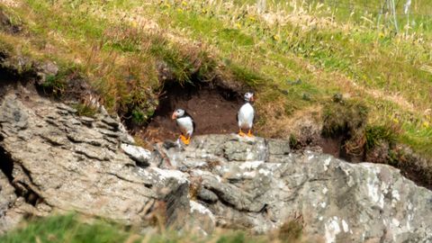 Puffins outside their burrows.