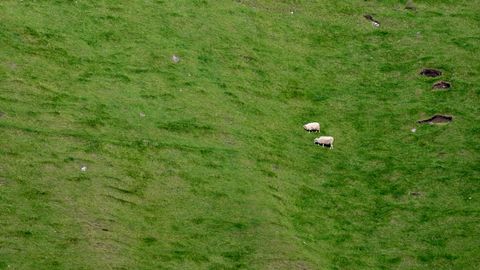 Two sheep on a steep green pasture.