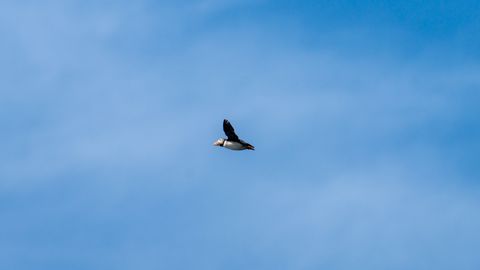 A puffin in flight off the sea cliffs.