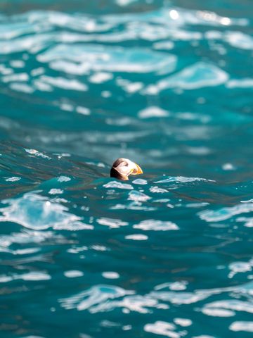 A puffin on the swell.