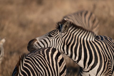 Two zebras, resting on each other.