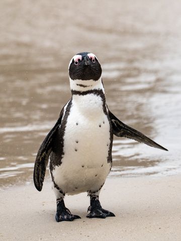African penguin at the water's edge.